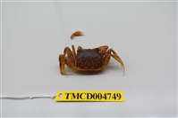 藏品(角眼沙蟹)的圖片